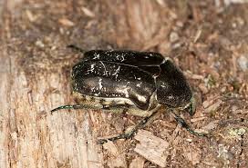 Attēlu rezultāti vaicājumam “Liocola lugubris”