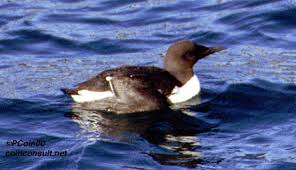 Image result for Uria aalge