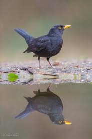 Attēlu rezultāti vaicājumam “Turdus merula male”
