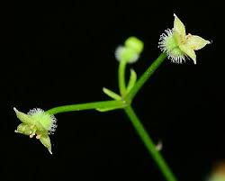 Attēlu rezultāti vaicājumam “Galium triflorum fruit”