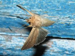 Attēlu rezultāti vaicājumam “Mythimna impura”