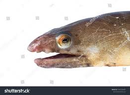Image result for Anguilla rostrata
