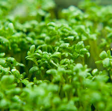 Image result for Gartenkresse