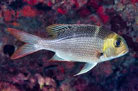 Image result for Monotaxis grandoculis