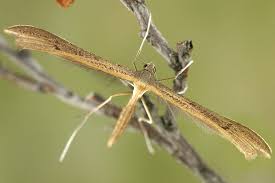 Attēlu rezultāti vaicājumam “Stenoptilia pterodactyla”