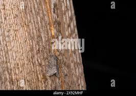 Attēlu rezultāti vaicājumam “Acronicta megacephala larva”