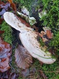 Attēlu rezultāti vaicājumam “Trametes gibbosa”