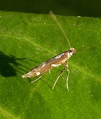Attēlu rezultāti vaicājumam “Calybites phasianipennella”