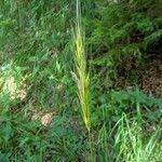 Attēlu rezultāti vaicājumam “Hordelymus europaeus fruit”