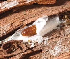 Attēlu rezultāti vaicājumam “Proutia betulina larva”