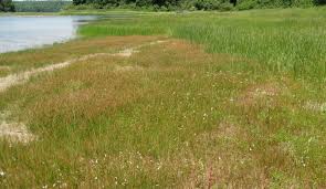 Attēlu rezultāti vaicājumam “Lobelia dortmanna leaf”