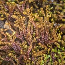 Attēlu rezultāti vaicājumam “Gymnocolea inflata”