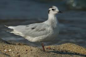 Attēlu rezultāti vaicājumam “Larus minutus”