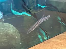 Image result for Poroderma africanum