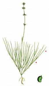 Attēlu rezultāti vaicājumam “Stuckenia filiformis flower”