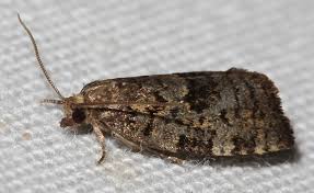 Attēlu rezultāti vaicājumam “Dichelia histrionana”