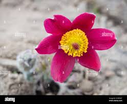 Attēlu rezultāti vaicājumam “Pulsatilla pratensis bud”