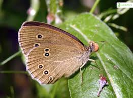 Attēlu rezultāti vaicājumam “Aphantopus hyperantus upperside”
