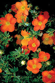 Attēlu rezultāti vaicājumam “Potentilla”