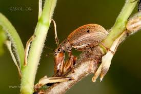 Attēlu rezultāti vaicājumam “Polydrusus mollis”
