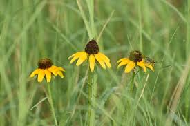 Attēlu rezultāti vaicājumam “Rudbeckia hirta var. pulcherrima flower”
