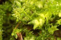 Attēlu rezultāti vaicājumam “Oxyrrhynchium hians var. rigidum macro”