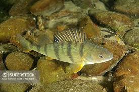 Attēlu rezultāti vaicājumam “Perca fluviatilis”