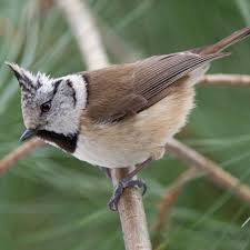 Attēlu rezultāti vaicājumam “Lophophanes cristatus adult”