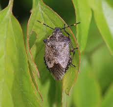 Attēlu rezultāti vaicājumam “Troilus luridus”