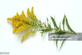 Image result for Solidago virgaurea