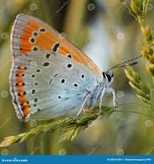 Attēlu rezultāti vaicājumam “Lycaena alciphron”
