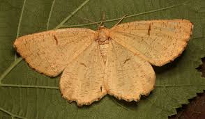 Attēlu rezultāti vaicājumam “Angerona prunaria”