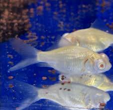 Image result for 出目金