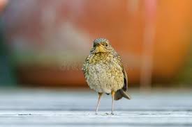 Attēlu rezultāti vaicājumam “Erithacus rubecula juvenile”