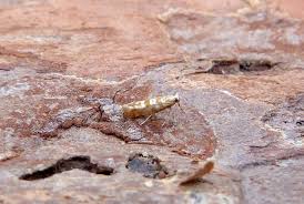 Attēlu rezultāti vaicājumam “Argyresthiidae”