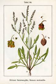 Attēlu rezultāti vaicājumam “Rumex acetosella leaf”