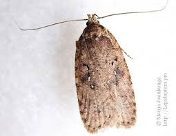 Attēlu rezultāti vaicājumam “Agonopterix heracliana”