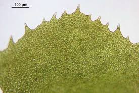 Attēlu rezultāti vaicājumam “Scapania undulata”