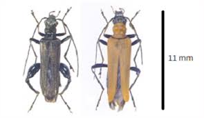 Attēlu rezultāti vaicājumam “Oedemeridae”