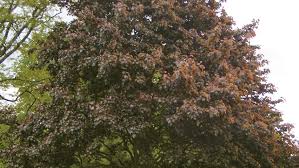 Attēlu rezultāti vaicājumam “Acer platanoides fo. schwedleri”