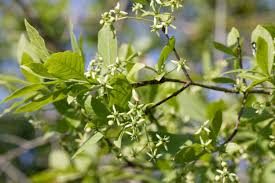 Attēlu rezultāti vaicājumam “Euonymus europaeus flower”