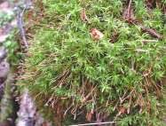 Attēlu rezultāti vaicājumam “Atrichum flavisetum”