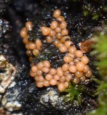 Attēlu rezultāti vaicājumam “Lycogala ustulatum macro”