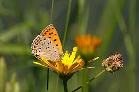 Attēlu rezultāti vaicājumam “Lycaena alciphron underside”