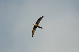 Image result for Apus pacificus