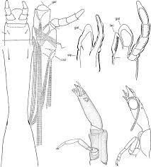 Attēlu rezultāti vaicājumam “Raphidia larva”