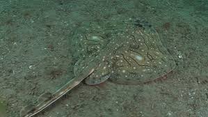 Image result for Raja undulata