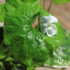 Attēlu rezultāti vaicājumam “Viola odorata leaf”