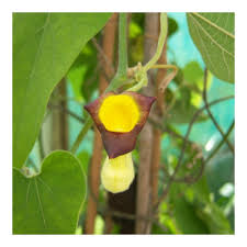 Attēlu rezultāti vaicājumam “Aristolochia durior flower”
