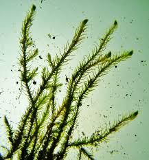 Attēlu rezultāti vaicājumam “Cratoneuron filicinum”